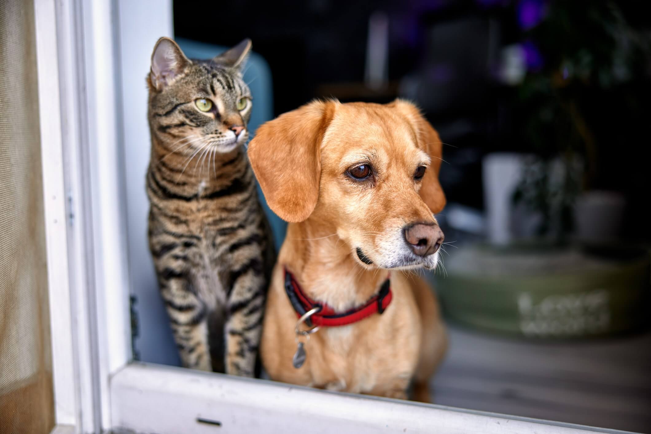 Hund und Katze nebeneinander vor einer Tür
