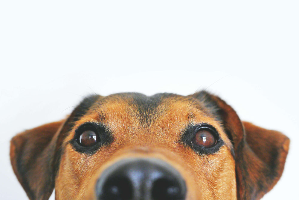 Hundekopf, in die Kamera schauend