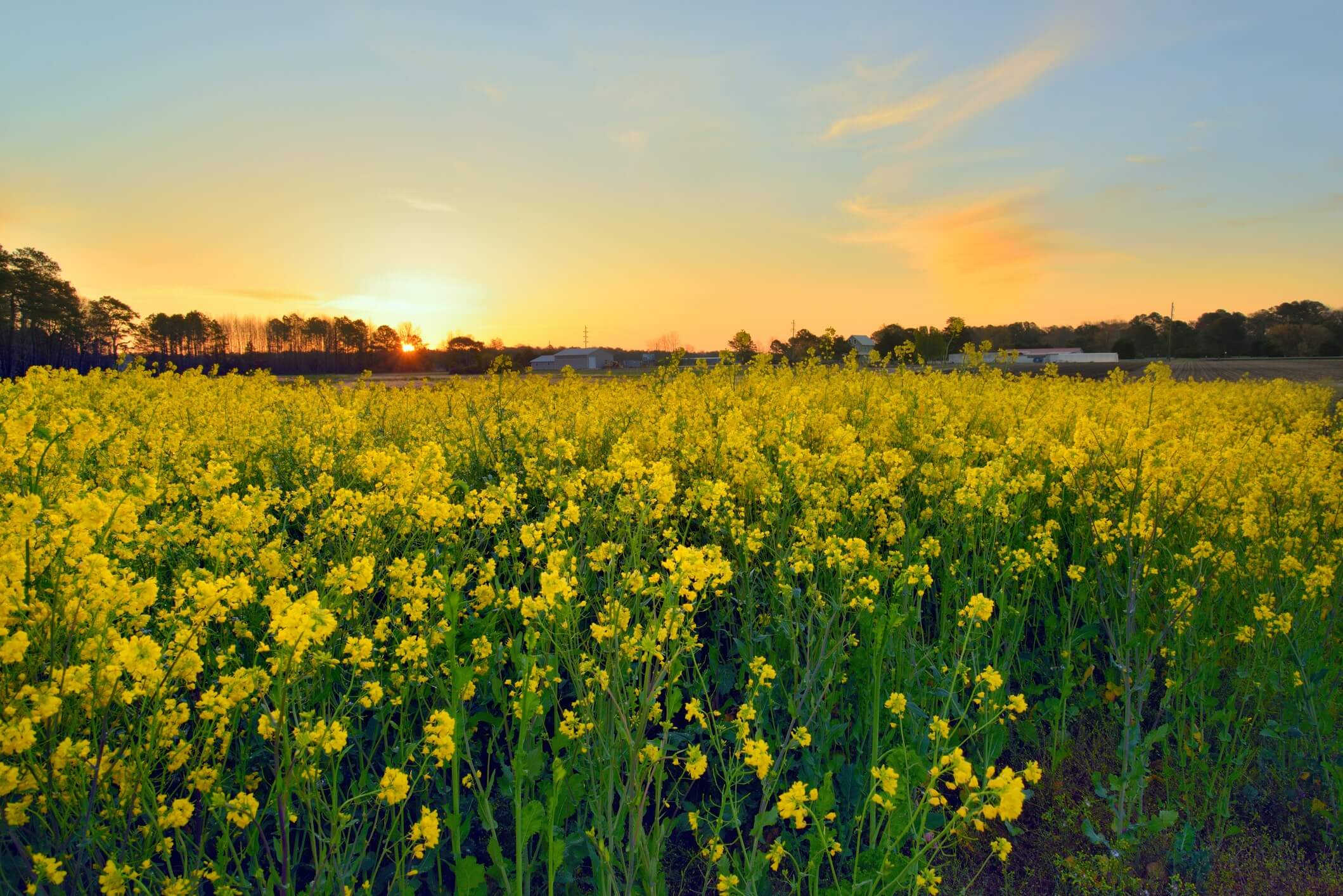 Nachtkerzenfeld in der Dämmerung